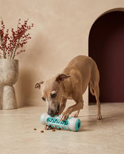 Italian Greyhound playing with the Iggy Grey food dispensing chew toy