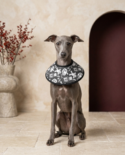 Italian Greyhound wearing the Iggy Grey soft Elizabethan recovery cone collar