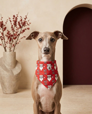 Italian Greyhound wearing the Iggy Grey stylish bandana