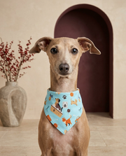 Italian Greyhound wearing the Iggy Grey stylish bandana