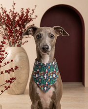 Italian Greyhound wearing the Iggy Grey stylish bandana