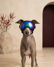 Italian Greyhound wearing the Iggy Grey UV protection goggles