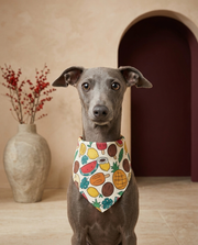 Italian Greyhound wearing the Iggy Grey stylish bandana