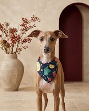 Italian Greyhound wearing the Iggy Grey stylish bandana