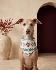 Italian Greyhound wearing the Iggy Grey stylish bandana