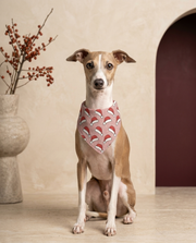 Italian Greyhound wearing the Iggy Grey stylish bandana