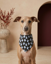 Italian Greyhound wearing the Iggy Grey stylish bandana