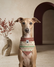 Italian Greyhound wearing the Iggy Grey stylish bandana