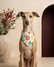 Italian Greyhound wearing the Iggy Grey stylish bandana