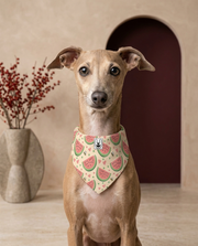 Italian Greyhound wearing the Iggy Grey stylish bandana