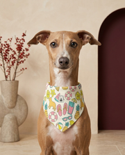 Italian Greyhound wearing the Iggy Grey stylish bandana