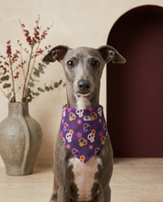 Italian Greyhound wearing the Iggy Grey stylish bandana