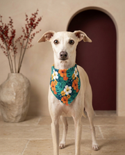 Italian Greyhound wearing the Iggy Grey stylish bandana