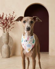 Italian Greyhound wearing the Iggy Grey stylish bandana