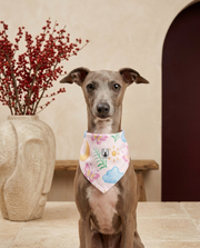 Italian Greyhound wearing the Iggy Grey stylish bandana