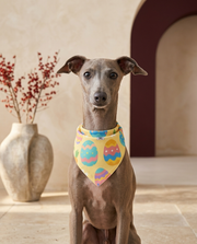 Italian Greyhound wearing the Iggy Grey stylish bandana