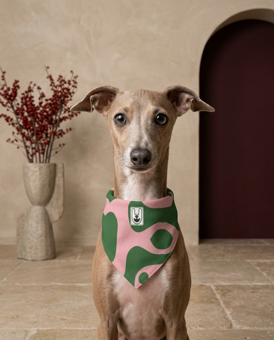 Italian Greyhound wearing the Iggy Grey stylish bandana