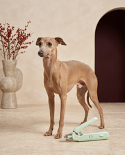 Italian Greyhound with the Iggy Grey USB rechargeable grooming tool
