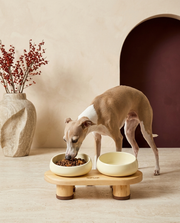 Italian Greyhound eating from the Iggy Grey ceramic double bowls with wooden stand