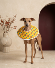 Italian Greyhound wearing the Iggy Grey soft Elizabethan recovery cone collar