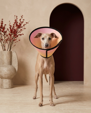 Italian Greyhound wearing the Iggy Grey soft Elizabethan recovery cone collar