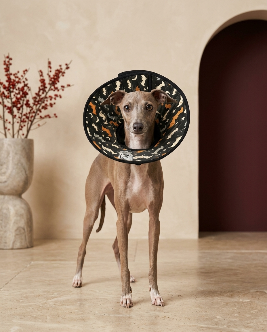 Italian Greyhound wearing the Iggy Grey soft Elizabethan recovery cone collar