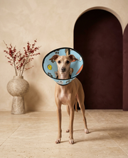 Italian Greyhound wearing the Iggy Grey soft Elizabethan recovery cone collar