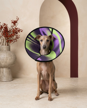 Italian Greyhound wearing the Iggy Grey soft Elizabethan recovery cone collar