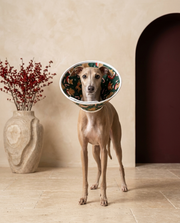 Italian Greyhound wearing the Iggy Grey soft Elizabethan recovery cone collar