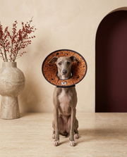 Italian Greyhound wearing the Iggy Grey soft Elizabethan recovery cone collar