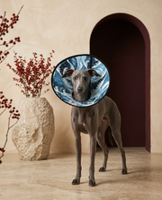 Italian Greyhound wearing the Iggy Grey soft Elizabethan recovery cone collar