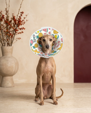 Italian Greyhound wearing the Iggy Grey soft Elizabethan recovery cone collar