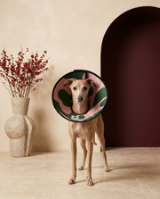 Italian Greyhound wearing the Iggy Grey soft Elizabethan recovery cone collar