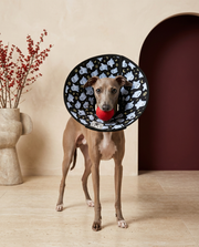 Italian Greyhound wearing the Iggy Grey soft cone