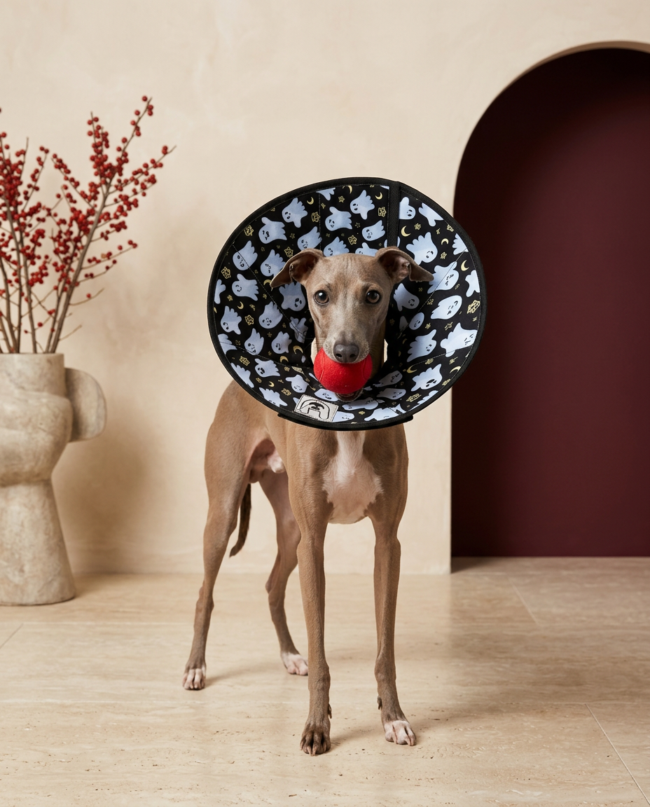 Italian Greyhound wearing the Iggy Grey soft cone