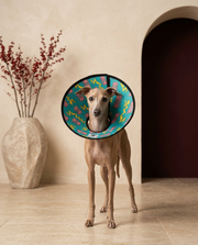 Italian Greyhound wearing the Iggy Grey soft Elizabethan recovery cone collar