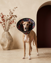 Italian Greyhound wearing the Iggy Grey soft cone collar