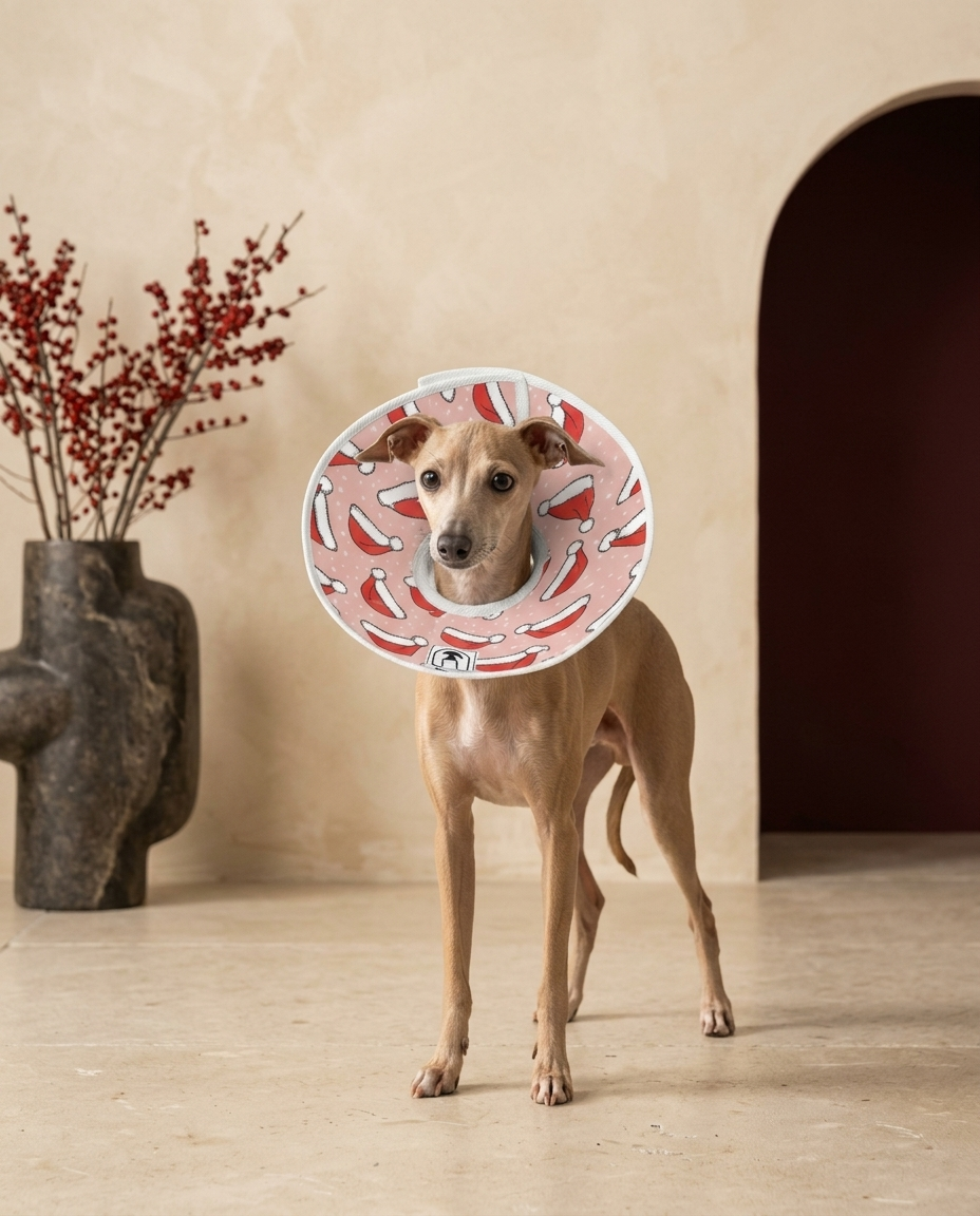 Italian Greyhound wearing the Iggy Grey soft cone for recovery comfort