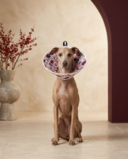 Italian Greyhound wearing the Iggy Grey soft Elizabethan recovery cone collar