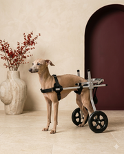 Italian Greyhound in the Iggy Grey rehabilitation wheelchair