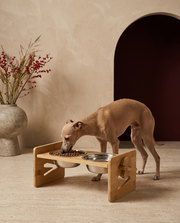 Italian Greyhound eating from the Iggy Grey elevated food bowl with bamboo stand