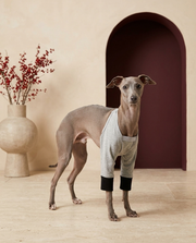 Italian Greyhound wearing the Iggy Grey recovery sleeve for front legs
