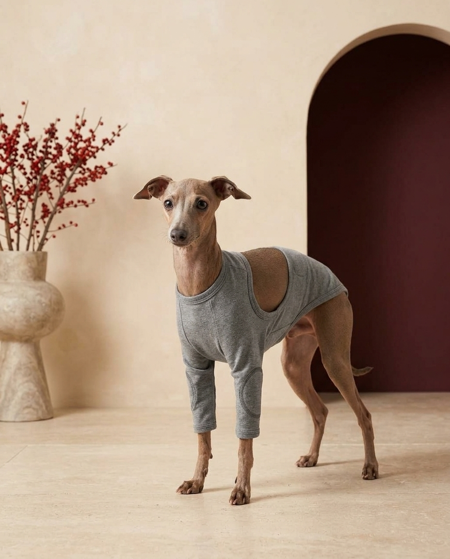 Italian Greyhound wearing the Iggy Grey anti-lick recovery front leg cuff