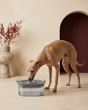 Italian Greyhound drinking from the Iggy Grey floating water bowl