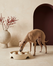 Italian Greyhound eating from the Iggy Grey anti-choking ceramic puzzle feeder