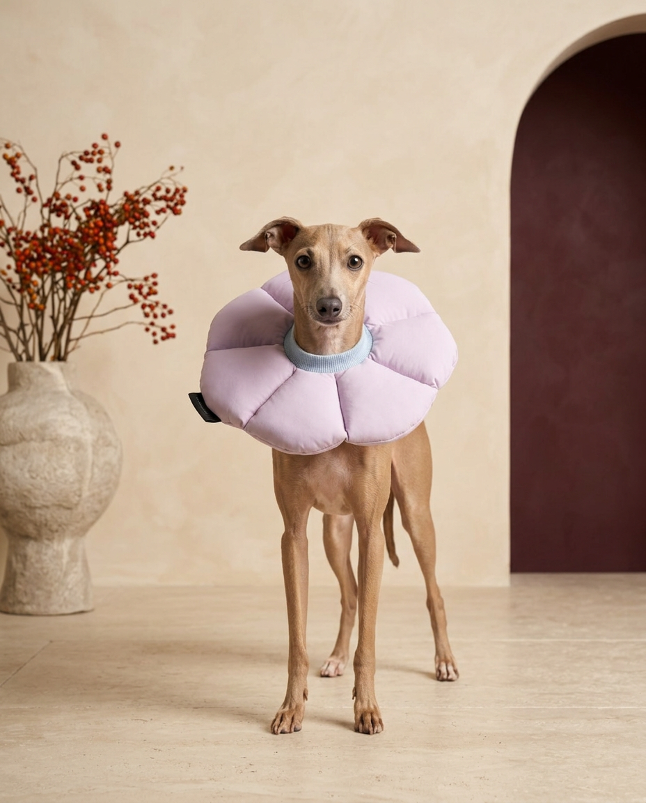 Italian Greyhound wearing the Iggy Grey flower-shaped soft cone