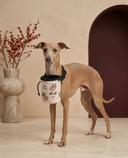Italian Greyhound wearing the Iggy Grey treat pouch training bag