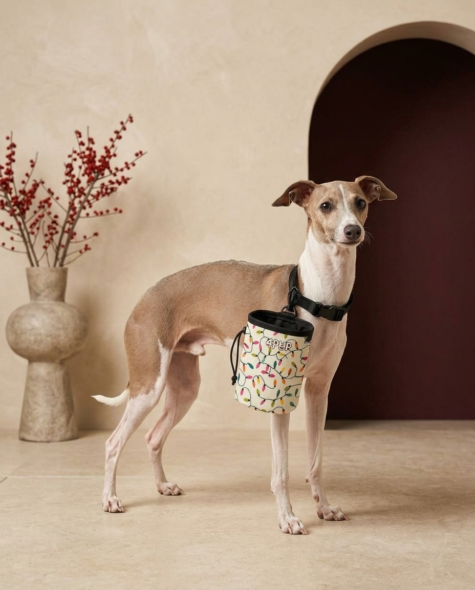 Italian Greyhound wearing the Iggy Grey treat pouch training bag