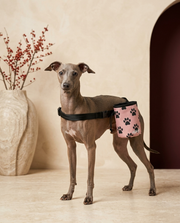 Italian Greyhound wearing the Iggy Grey treat pouch training bag