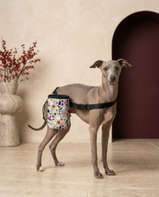 Italian Greyhound wearing the Iggy Grey treat pouch training bag